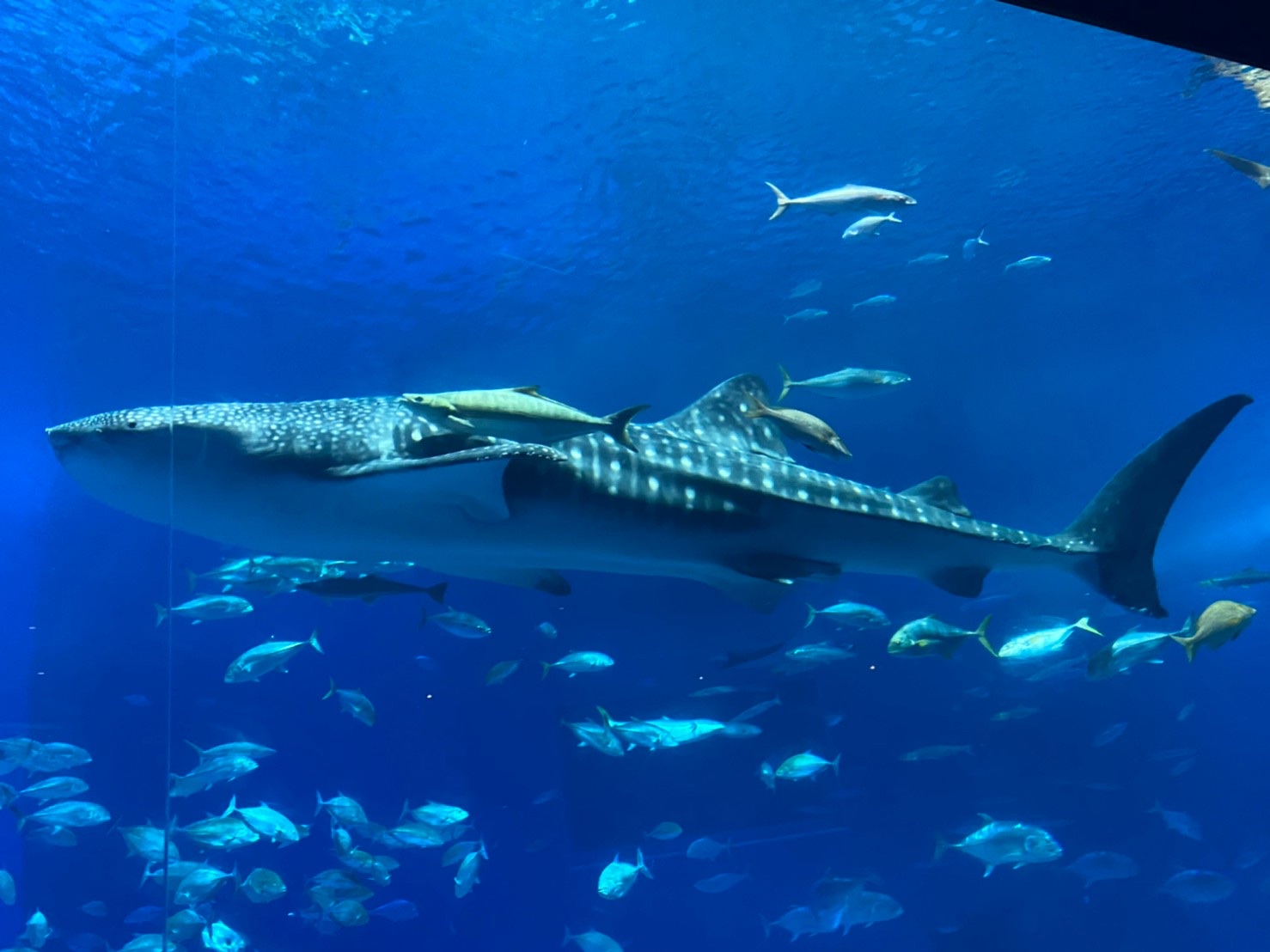 美ら海水族館