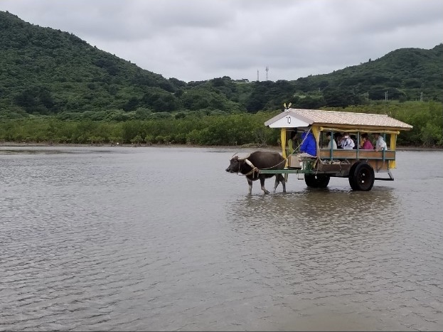 由布島の水牛