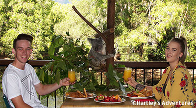 コアラと朝食