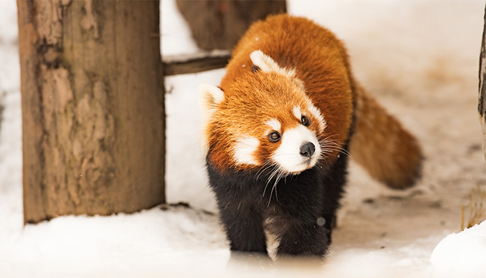 冬も元気に遊ぶレッサーパンダ（イメージ）