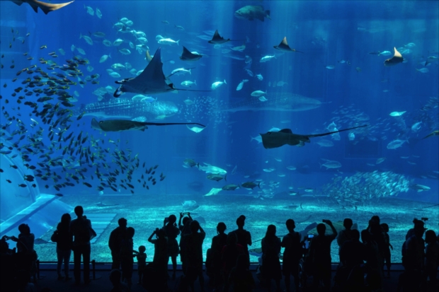 沖縄美ら海水族館