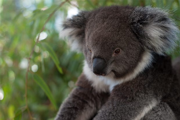 オーストラリアでコアラとカンガルーに会いたい Tripiteasy