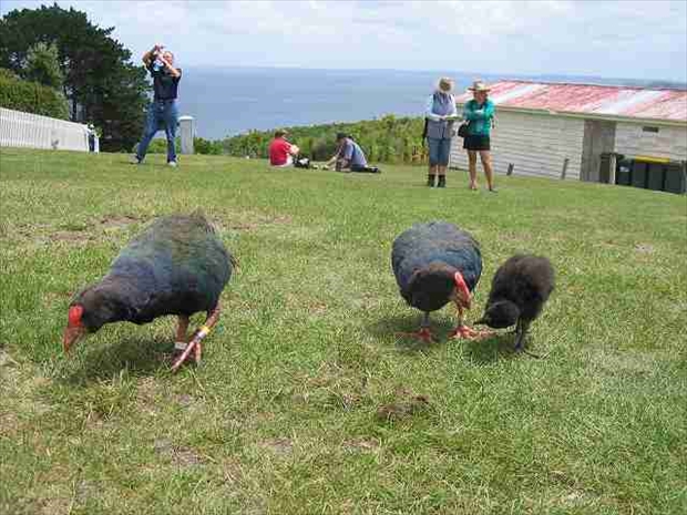 ティリティリマタンギ島の貴重な鳥たち