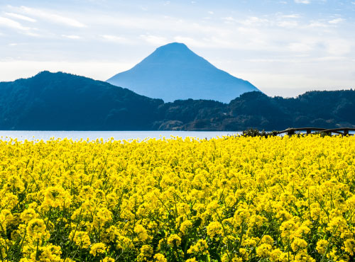 Kaimondake and rapeseed flowers