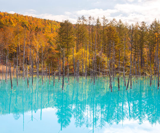 Blue Pond:Autumn Leave from Hokkaido