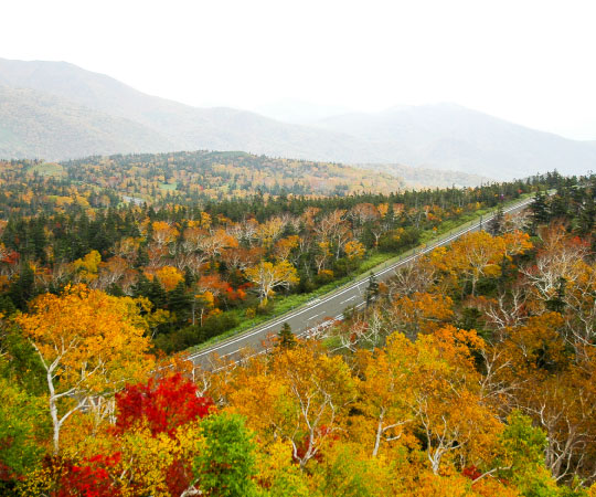 Autumn Leave from Hokkaido