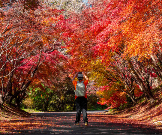 Obara Shikizakura Autumn Leave from Nagoya