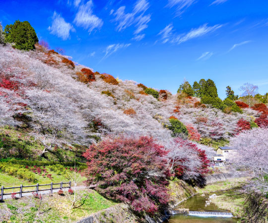 Obara Shikizakura Autumn Leave from Nagoya