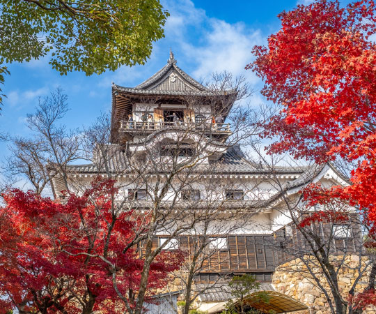 Inuyama Castle Autumn Leave from Nagoya