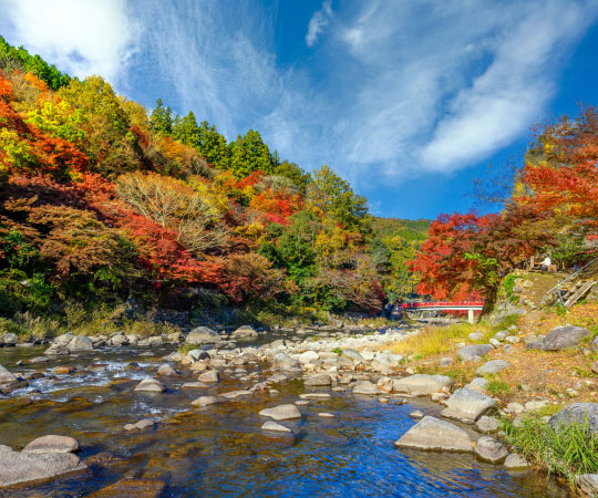 Autumn Leave from Nagoya