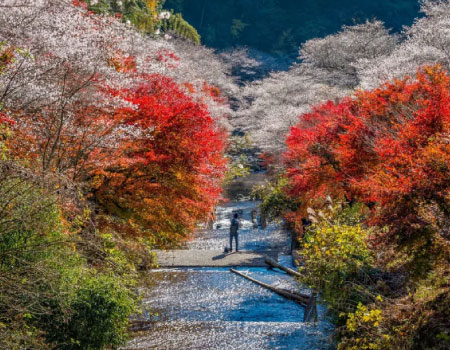 Amazing Sakura-Autumnleave-Together View Bus Tour from Nagoya