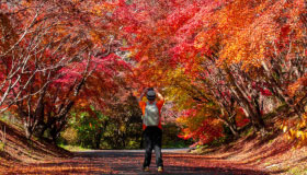 Amazing Sakura-Autumnleave-Together View Bus Tour