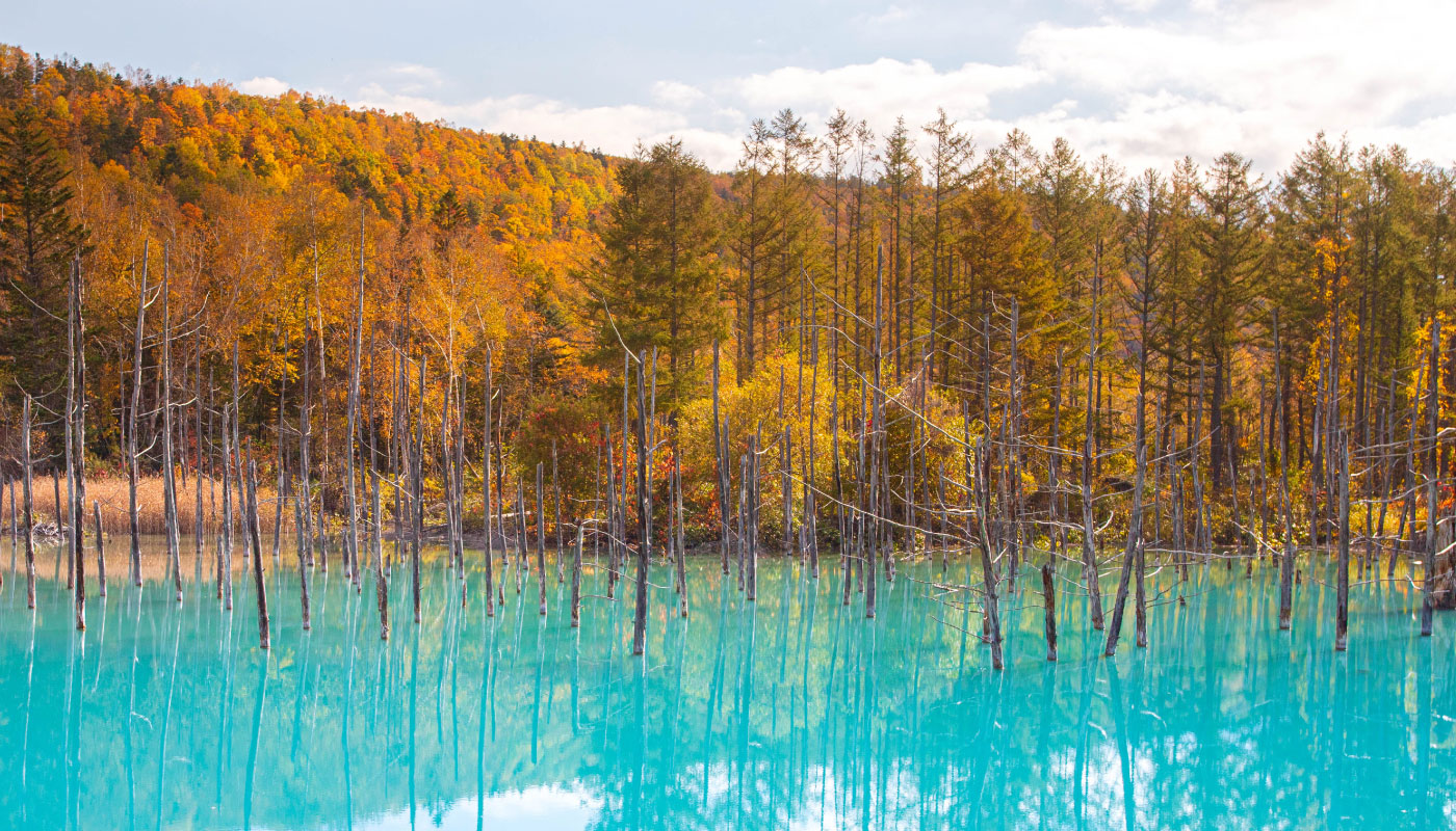 Kurodake Ropeway, Asahiyama Zoo, Blue Pond, Autumn Leaves Bus Tour