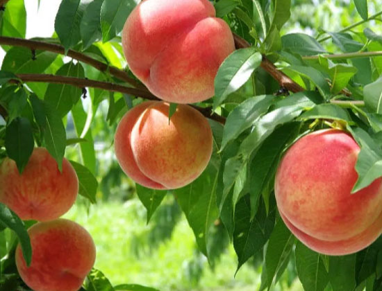 Mt. Fuji, Panoramic Ropeway & Seasonal Fruits Picking