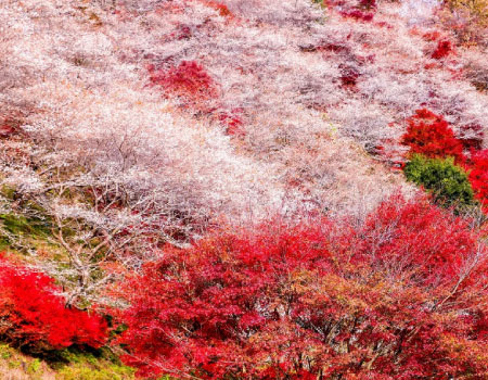 Amazing Sakura-Autumnleave-Together View Bus Tour