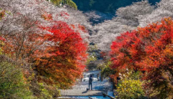 Discover Autumn in Nagoya