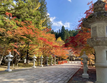 Mt Koya Autumn Leaves and Orange Picking 1Day Bus Tourr