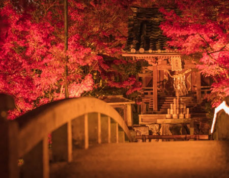 Kyoto Half Day Walking Tour with the Illumination in Autumn