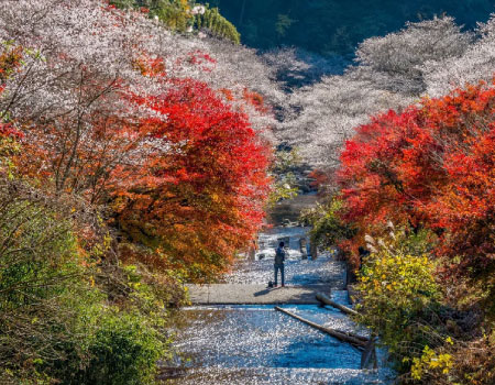 Korankei and Sakura-Autumnleave-Together View Bus Tour