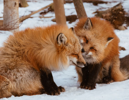 Zao Fox village