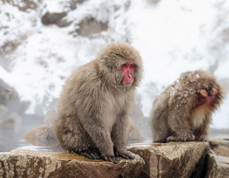 1 Day Snow Monkey Bus Tour with Beef Sukiyaki Lunch