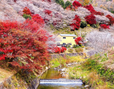 Korankei and Sakura-Autumnleave-Together View Bus Tour