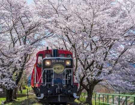 Sagano Romantic Train For Spring in Arashiyama Bus Tourn