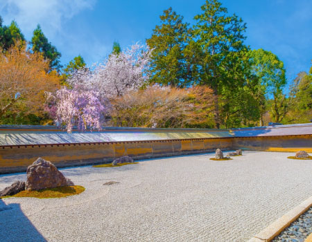 Kyoto's World Heritage Cherry Blossom Walking Tour