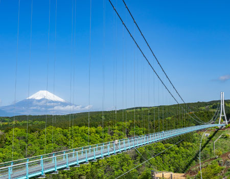 Blooming Cherry Blossoms, the best suspension bridge-Mishima Skywalk