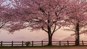 Half Day Sakura Photogenic Tour at Mt. Shiude from Takamatsu