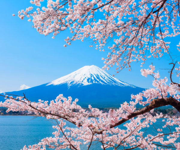 Mt.Fuji & Cherry blossom Tour