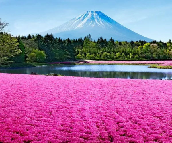 Mt.Fuji & Cherry blossom Tour