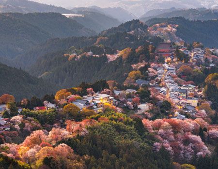 Cherry Blossom Buddha and Mt.Yoshino with Strawberry Picking Tour
