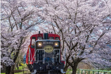 Cherry blossom tours in Kyoto