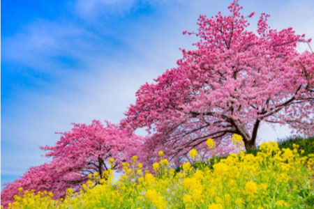 Cherry blossom tours from Tokyo