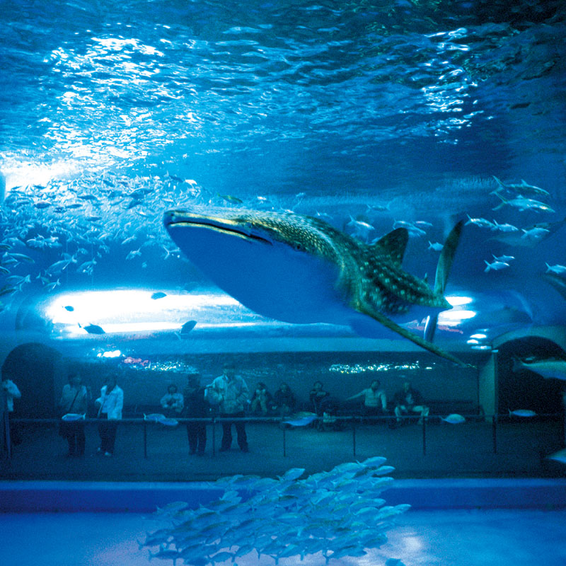 KAGOSHIMA CITY AQUARIUM