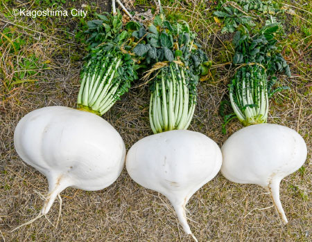 Sakurajima Daikon Radish