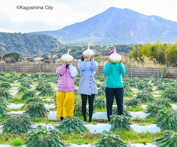 Sakurajima daikon