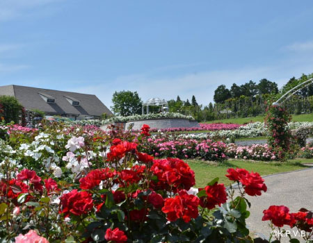 Kanoya Rose Garden