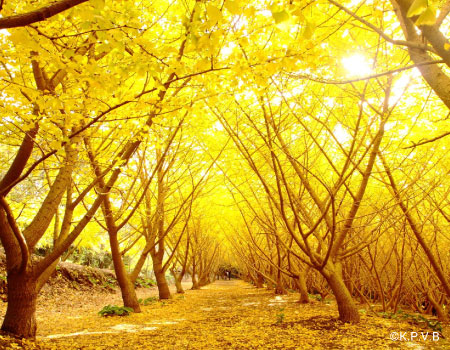 Tarumizu Senbon Ginkgo Garden