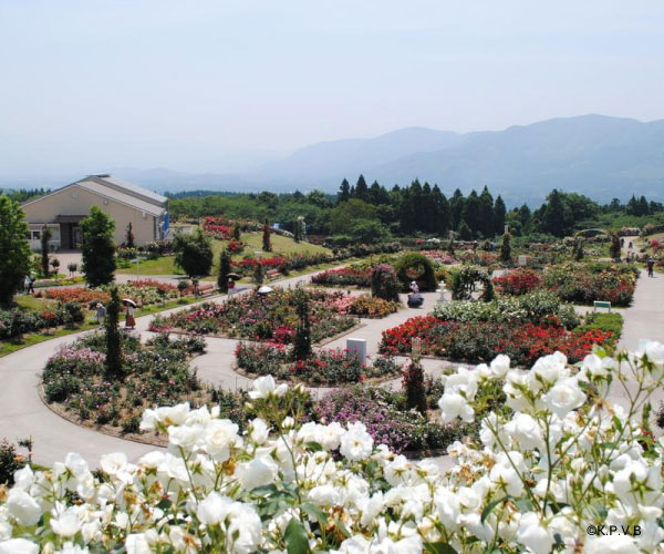 
                            Kanoya Rose Garden