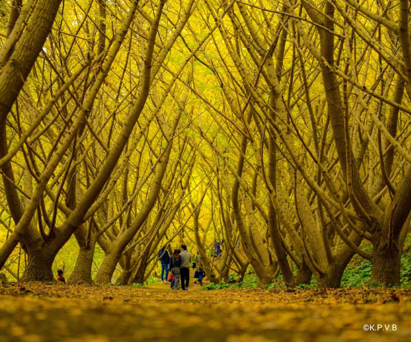 Tarumizu Senbon Ginkgo Garden