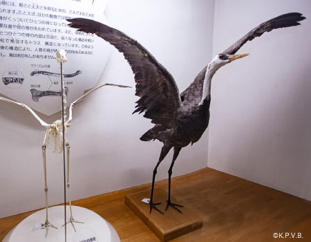 Crane Museum