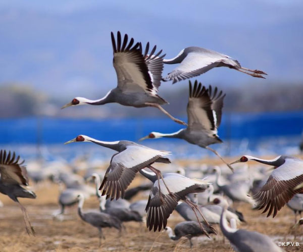 Wintering ground of Izumi Cranes