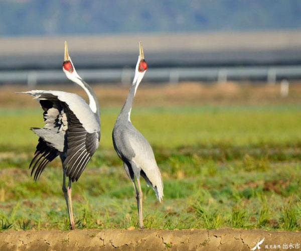 Graceful crane dance