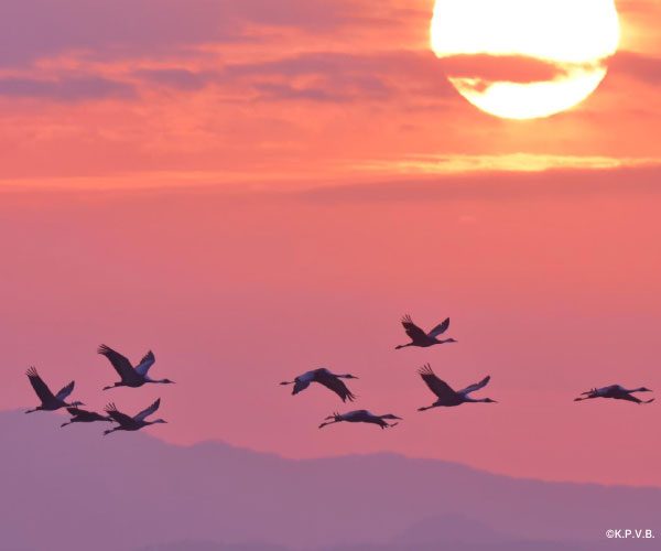 Cranes taking off in the morning glow