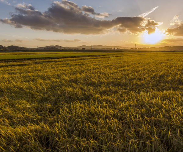 
                            Rice terrace in Isa Cit