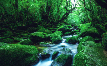 Yakushima