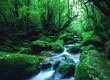 Yakushima