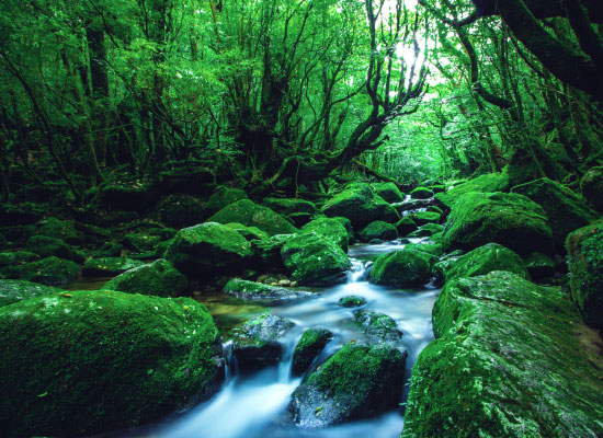 Yakushima